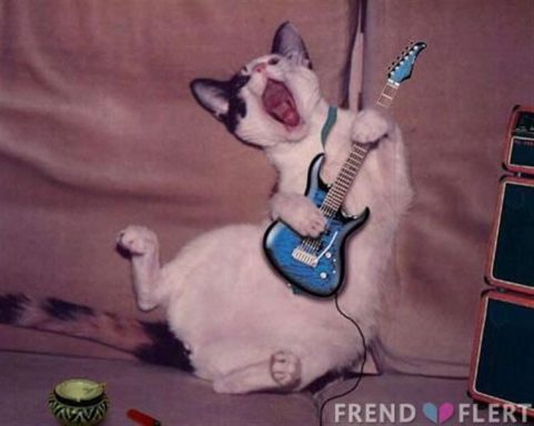 Cat Plays gitar  